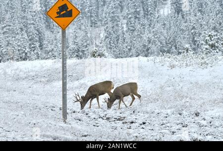 Zwei Maultierhirsche bucken 'Odocoileus hemionus', Trinkwasser bei einem Schneesturm im September im ländlichen Alberta, Kanada Stockfoto