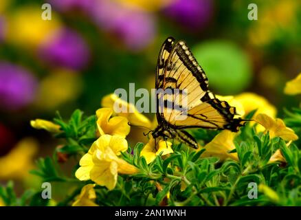 Ein Schwalbenschwanz Schmetterling Papillo canadensis, der Nektar aus einer gelben Blume in den Devonion Gardens in der Nähe von Devon Alberta Canada trinkt Stockfoto