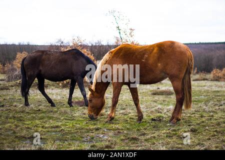 Zwei Pferde fressen Gras, braun und schwarz Stockfoto