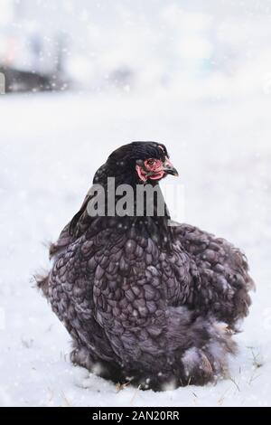 Freie Strecke blau Cochin oder Pekin henne Wandern im Hof während eines Schneesturms. Selektiver Fokus mit unscharfem Hintergrund. Stockfoto