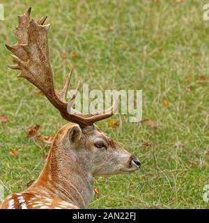 Damwild liegt auf der Wiese im Gras Stockfoto