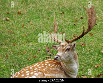 Damwild liegt auf der Wiese im Gras Stockfoto