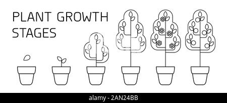 Baum Entwicklungsstadien Infografiken. Line Art Symbole. Bepflanzung Anweisung Vorlage. Linearen Abbildung auf weißen isoliert. Pflanzen Früchte verarbeiten. Stock Vektor