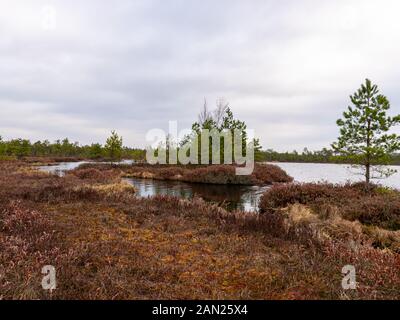 Landschaft mit roten Moose bog, kleine bog Kiefern, kleine Seen bog und Wind bewegten Wasser Stockfoto