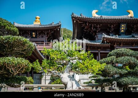 Hongkong, China - November 2019: Bonsai-Bäume im chinesischen Garten der Chi Lin-Nunnery, einem buddhistischen Tempel in Hongkong Stockfoto