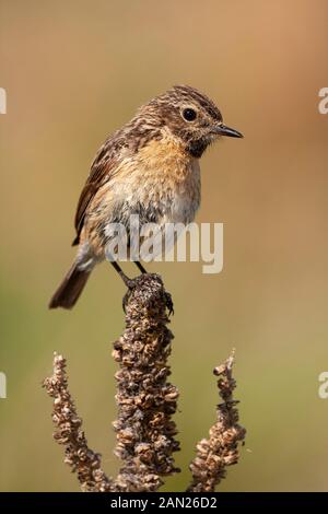 Weibliche gemeinsame Schwarzkehlchen, Saxicola rubicola, thront auf einem Thistle. Leon, Spanien Stockfoto