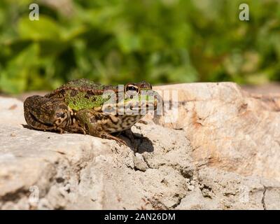 Gemeinsame Frosch oder grünen Frosch, Pelophylax perezi, Sonnenbaden auf einem Felsen. Leon, Spanien Stockfoto