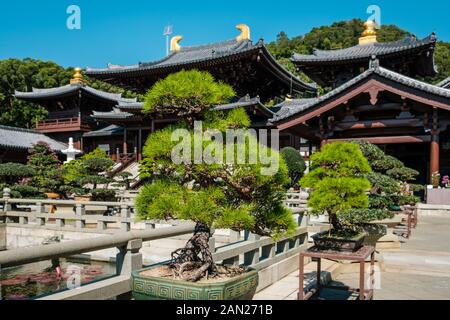 Hongkong, China - November 2019: Bonsai-Bäume im chinesischen Garten der Chi Lin-Nunnery, einem buddhistischen Tempel in Hongkong Stockfoto