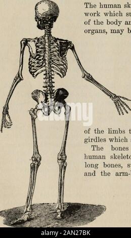Gesundheitskenntnisse: Eine gründliche und präzise Kenntnis der Prävention, Ursachen und Behandlungen von Krankheiten, vereinfacht für den Hausgebrauch . der Zahnschmelz. Theteeth Email, Haut, Haare, Nägel, Nervensystem, Membranen von Mund und Nase und die Linse des Auges stammen aus Anothermie. Und die dritte bildet die Auskleidung des alimentarischen Kanals, des Kehlkopfes und der Lunge sowie der absondernden Zellen der Leber, der Pfanne, der Schilddrüse und des Thymus. Das SKELETT Das menschliche Skelett, das knöcherne Rahmenwerk, das die Weichteile des Körpers stützt und die 4HE-Internorgane schützt, kann unter Thesubstranderungen von betrachtet werden Stockfoto