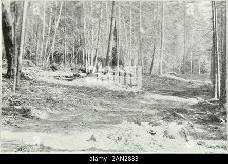 Sessionpapiere des Dominion of Canada 1911-1912 . [Foto P. z. Caverhill, 191.Plate 14. -Douglasie im Bow River Valley, Alta 25-vii-LLA. [Foto (i. Cromie, 1910.Plate 15.-Xew Road to Squatters Ranth, Aflams Lake, B.C. Stockfoto