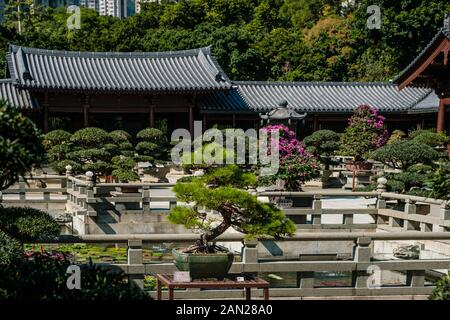 Hongkong, China - November 2019: Bonsai-Bäume im chinesischen Garten der Chi Lin-Nunnery, einem buddhistischen Tempel in Hongkong Stockfoto