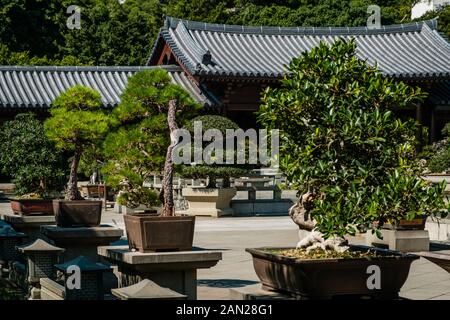 Hongkong, China - November 2019: Bonsai-Bäume im chinesischen Garten der Chi Lin-Nunnery, einem buddhistischen Tempel in Hongkong Stockfoto