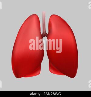 Gesunde menschliche Lunge auf grauem Hintergrund. Stock Vektor