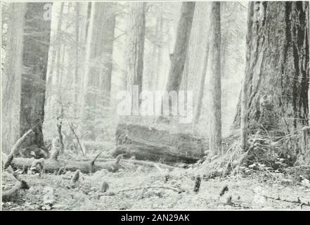 Sessionpapiere des Dominion of Canada 1911-1912 . [Foto H. C. Wallin, 1910.Plate 11.-Timber im Coa.ST District, Britisli Columbia.. [Foto H. C. Walliu, 1910.Plate 12.-Douglasie und Zedernholz im Coast District, British Columbia. Stockfoto