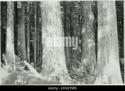 Sessionpapiere des Dominion of Canada 1911-1912 . [Foto H. C. Wallii, lylo.Plate 10.-Large Douglas Fir Log (kleines Ende) in der Nähe von Roskin, B C. [Foto H. C. Wallin, 1910.Plate 11.-Timber im Coa.ST District, Britisli Columbia. Stockfoto