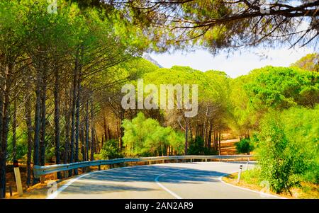 Leere Straße ohne Auto und Grünwald auf Sardinien Reflex Stockfoto