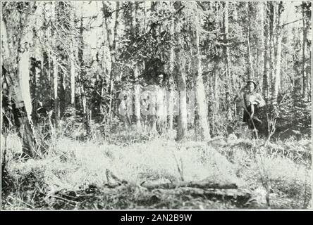 Sessionpapiere des Dominion of Canada 1911-1912 . [Foto J. R. Dickson, 1910.Plate 7.-Spruce und Lärche (tamarack), von Polgröße, zwischen Pas, N. W.T. und Lake Winnipeg. (Fichte flach). Stockfoto