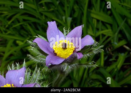 Anemone pulsatilla (Pasque flower) ist die in Europa wachsen in der Kalkmagerrasen. Stockfoto