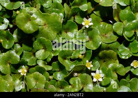 Ranunculus hederaceus (Ivy-leaved Crowfoot) ist die in Europa und Nordamerika wächst an den Rand der kleinen Gewässer. Stockfoto