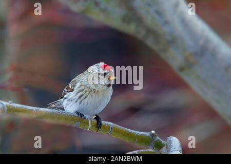 Ein Hoary Redpoll, canthis Hornemanni, im Baum Stockfoto