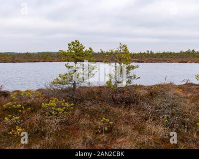 Landschaft mit roten Moose bog, kleine bog Kiefern, kleine Seen bog und Wind bewegten Wasser Stockfoto