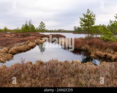 Landschaft mit roten Moose bog, kleine bog Kiefern, kleine Seen bog und Wind bewegten Wasser Stockfoto