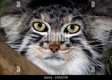 MANUL ODER PALLAS CAT'S otocolobus Manul, Leiter CLOSE-UP VON ERWACHSENEN Stockfoto