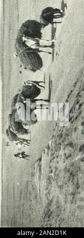 Il diario di un viandante (Dal Deserto al Mar Glaciale). Stockfoto