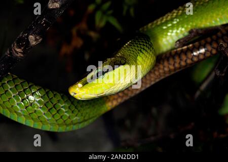 ROTSCHWANZ-grün Ratte Schlange Gonyosoma oxycephala Stockfoto