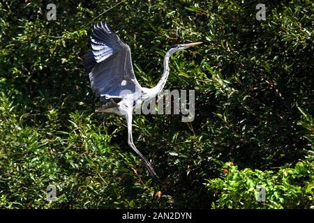 Weiß-NECKED HERON Ardea cocoi, ERWACHSENE IM FLUG, LOS LIANOS IN VENEZUELA Stockfoto