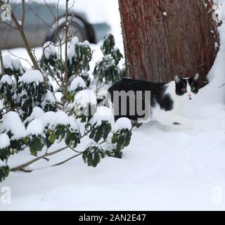 Eine tuxedo-tom-Katze erkundet am Morgen des 15. Januar 2020 eine neue Schneedecke über Nacht in Vancouver, British Columbia. Foto von Heinz Ruckemann/UPI Stockfoto