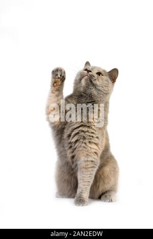 BLAU CREME BRITISCH KURZHAAR-HAUSKATZE, WEIBLICH SITZEND MIT PFOTE ERHOBEN Stockfoto