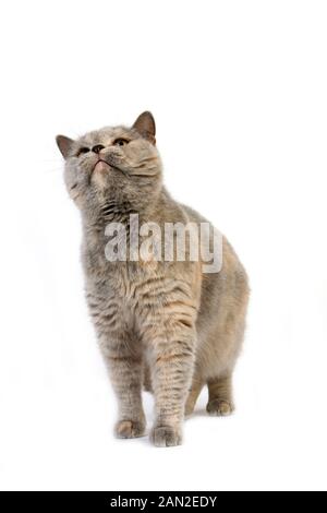 BLAU CREME BRITISCH KURZHAAR-HAUSKATZE, WEIBLICH VOR WEIßEM HINTERGRUND Stockfoto