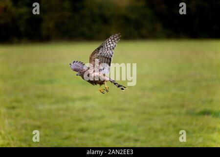 Habicht Accipiter Gentilis, JUVENILE IN FLIGHT, Normandie Stockfoto