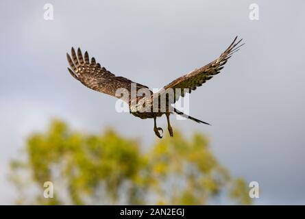 Habicht Accipiter Gentilis, JUVENILE IN FLIGHT, Normandie Stockfoto