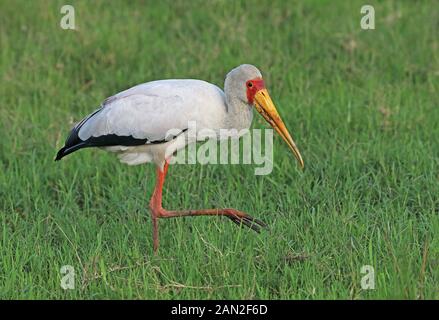 Yellow-billed Stork (mycteria Ibis) Erwachsene walking im nassen Gras am Flussufer der Murchison Falls National Park, Uganda November Stockfoto