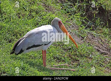 Yellow-billed Stork (mycteria Ibis) Erwachsene Ruhe durch Fluss Murchison Falls Nationalpark, Uganda November Stockfoto