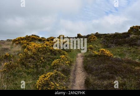 Von Küste zu Küste zu Fuß weg schneiden durch Ginster Büsche in North Yorkshire. Stockfoto