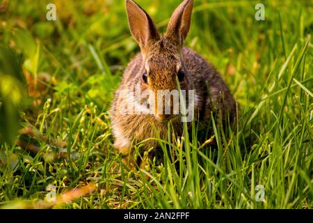 Ein Häschen im Frühling in der Nähe ihr Nest gefunden Stockfoto