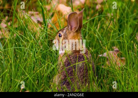 Ein Häschen im Frühling in der Nähe ihr Nest gefunden Stockfoto