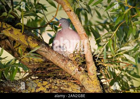 RINGELTAUBE Columba Palumbus, Erwachsene mit CHICK ON NEST, Normandie Stockfoto