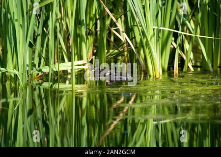 Zwergtaucher tachybaptus ruficollis, Küken auf einem Teich, Normandie Stockfoto