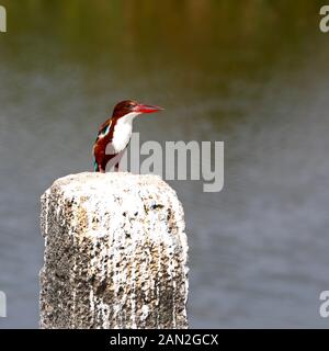 White-throated kingfishersitting auf der roack in Feuchtgebieten Stockfoto