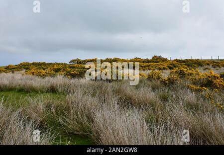 Landschaft mit Ginster Büsche und getrocknete Heather Büsche in North Yorkshire. Stockfoto