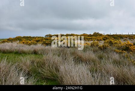 Gorse Büsche und Klumpen von Alte Heide auf der Heide im Norden von England. Stockfoto