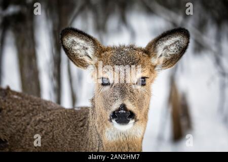 Weißwedelhirsche, Odocoileus virginianus, doe, Birds Hill Provincial Park, Manitoba, Kanada. Stockfoto
