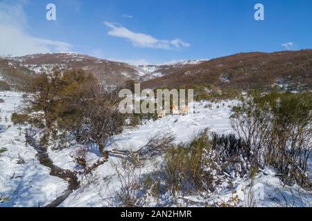 Kühe am Berg mit Schnee im Sanabria, in der Nähe der See, Castilla y Leon, Spanien Stockfoto
