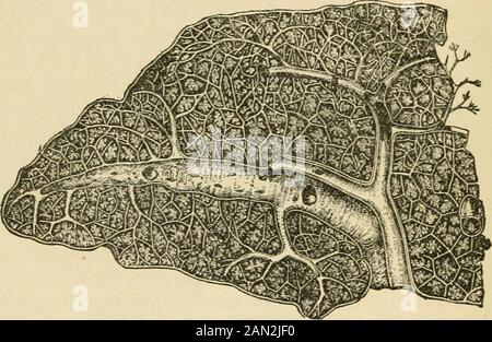 Die Gesetze und die Mechanik der Zirkulation, mit dem Prinzip der Tierbewegung . thod. Kurz gesagt, es muss ein besonderer Grund für die anatomischen Dispositionen geben, die sich sowohl in den Arterien als auch in den Venen ergeben, da sie nicht zielgerichtet sein können. 3. Die große relative Größe der Venen, die stark über den Arterien hinausgeht, die gleiche gilt für die Stämme der 234 PHYSIOLOGISCHEN ANATOMIE DER MILZ. Gefäße, die Milzvene ist ein Vielfaches größer als die Arterie; Es muss auch ein Grund dafür geben, denn keiner kann zielgerichtet sein. Und es kann nur wenig Zweifel geben Stockfoto