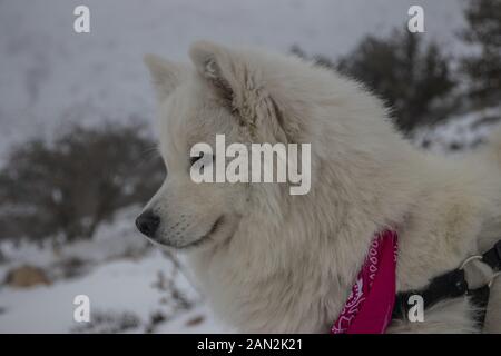 Die schöne American Eskimo Dog war glücklich, während der Schnee in Jordanien Stockfoto