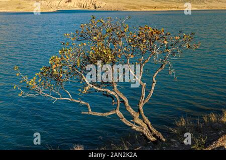 Einsamer Baum am Ufer, Fluss Naryn, der Fluss Naryn in den Tian Shan Gebirge, Kirgisistan. Stockfoto